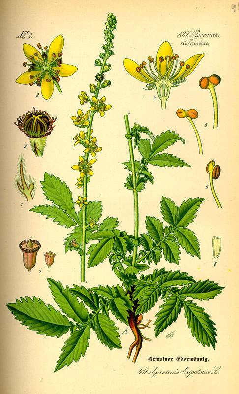 Apró bojtorján-Agrimonia eupatoria