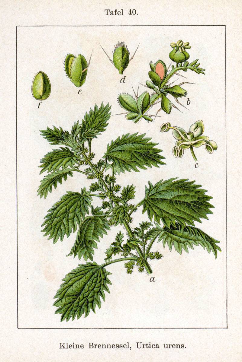 Apró csalán-urtica urens