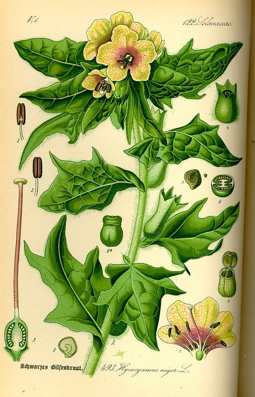 Beléndek-beléndű-bolodító csalmatok-erdélyben bilim