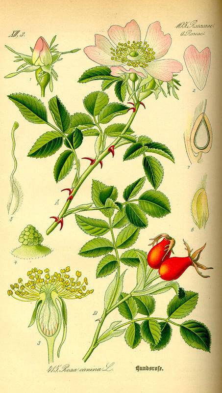 Csipkerózsa-Rosa canina