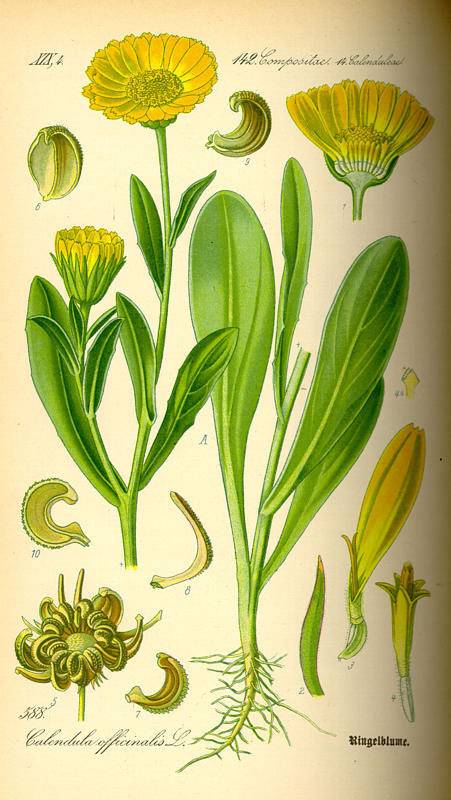Körömvirág - Calendula officinalis