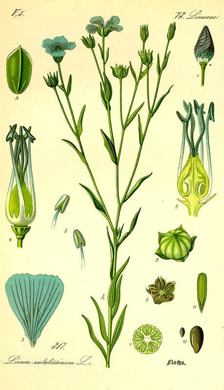 Lenmag - Linum usitatissimum
