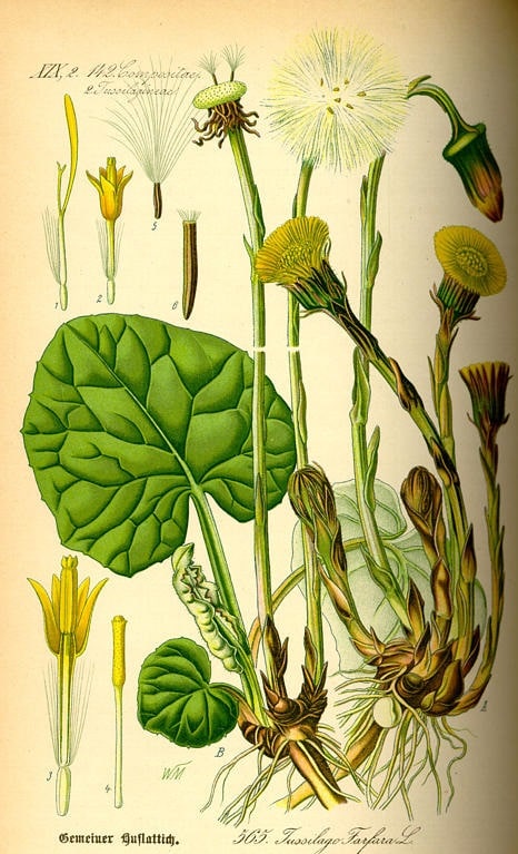 Martilapu-lókörmű fű