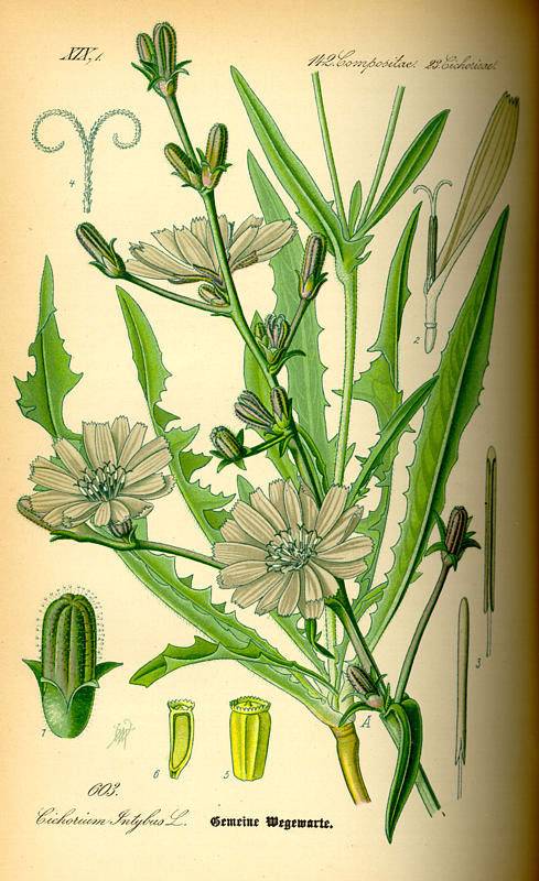 Mezei katáng - Cichorium Intybus
