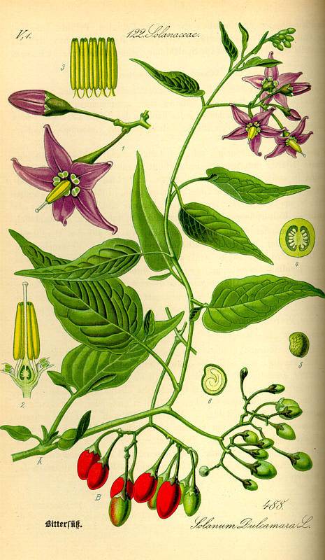 Piros ebszőlő-Solanum dulcamara