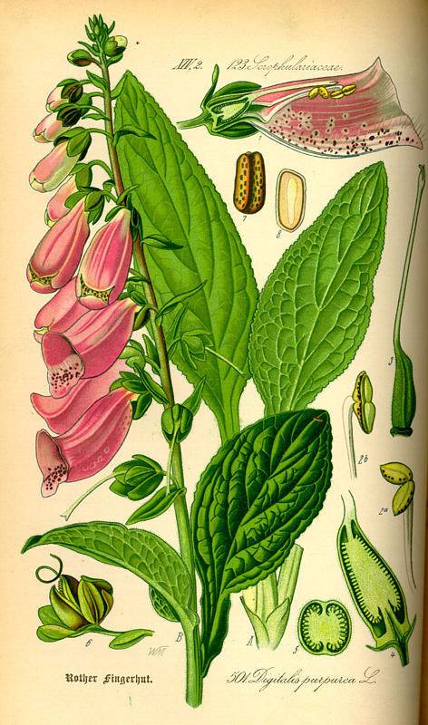 Piros gyűszűvirág-Digitalis purpurea