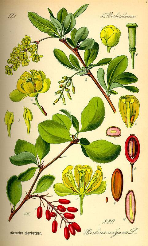 Sóskaborbolya - Berberis vulgaris