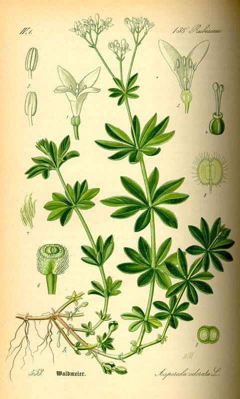 Szagos müge - Galium odoratum