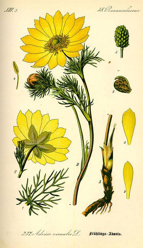 Tavaszi hérics-Adonis vernalis