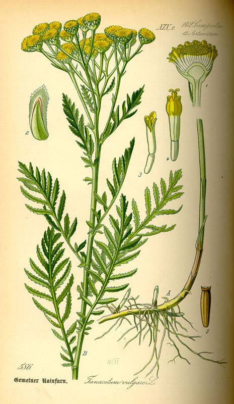 Varádics aranyvirág - Tanacetum vulgare