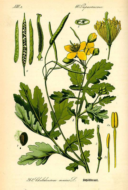 Vérrehulló fecskefű-Chelidonium majus