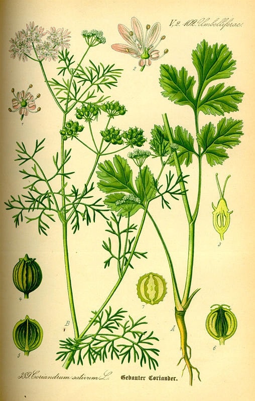 Zergefű - Koriándrom - Coriandrom sativum