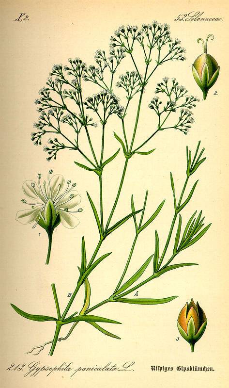 Buglyas dercefű-Gypsophila paniculata