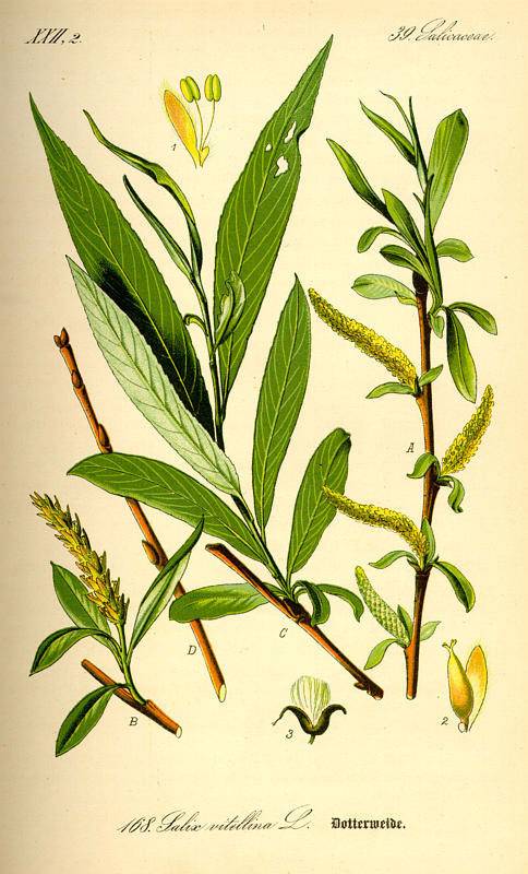 Feherfűz-salix alba