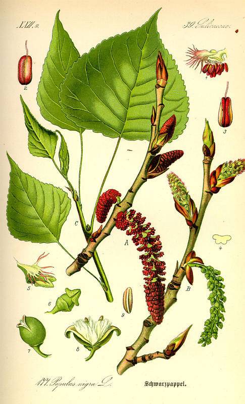 Fekete nyárfa-populus nigra