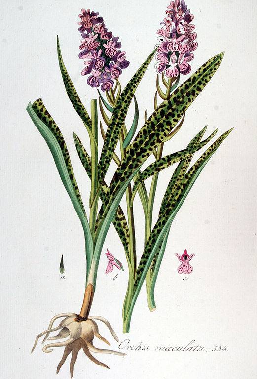 Foltos kosbor-Orchis maculata