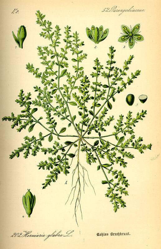 Kopasz porcika-Herniaria glabra