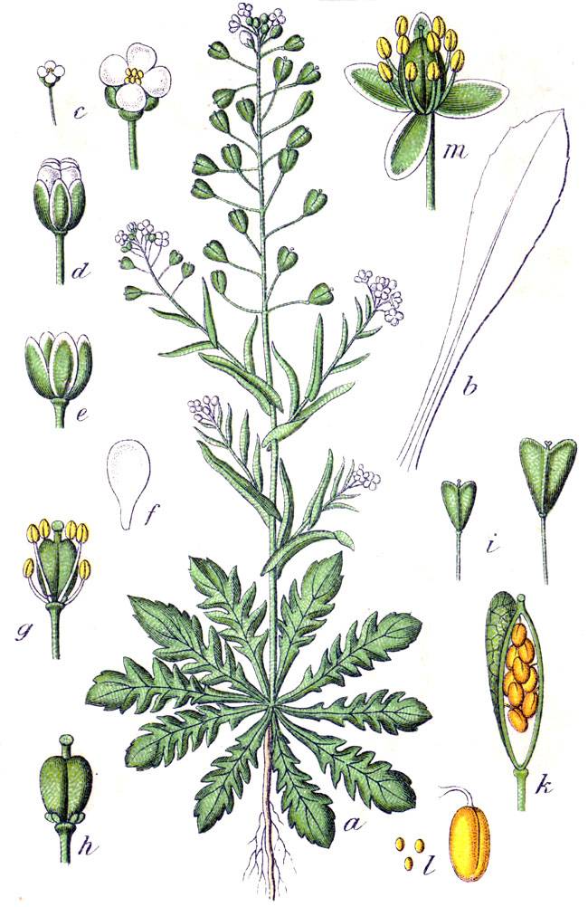 Közönséges pásztortáska-Capsella Bursa Pastoris