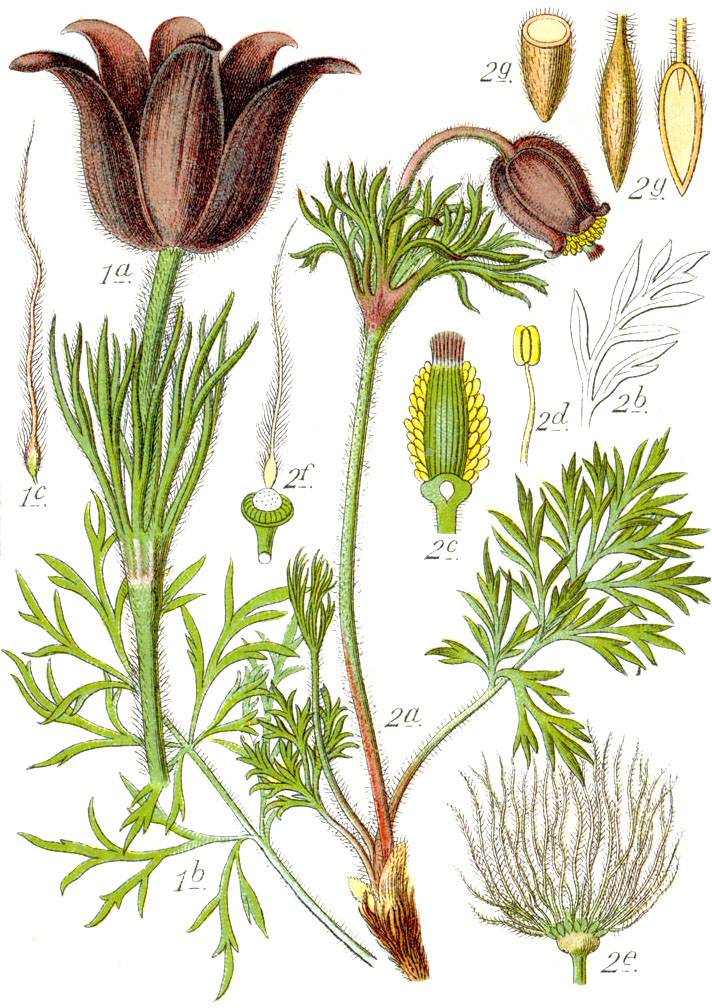 Leánykökörcsin - Anemone pulsatilla
