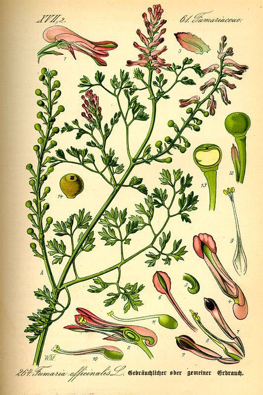 Orvosi füstike-Fumaria officinalis