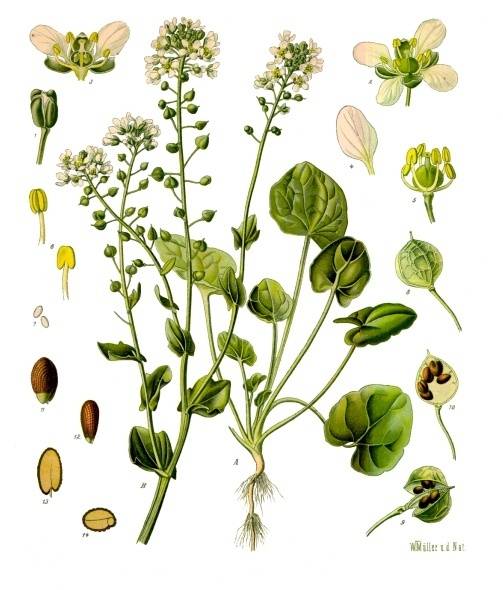 Orvosi kanáltorma-Cochlearia officinalis