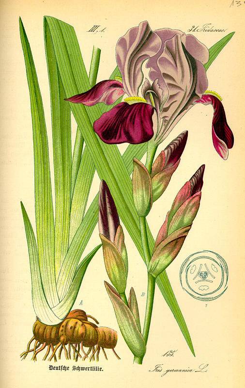 Pompás nőszirom-Iris-germanica