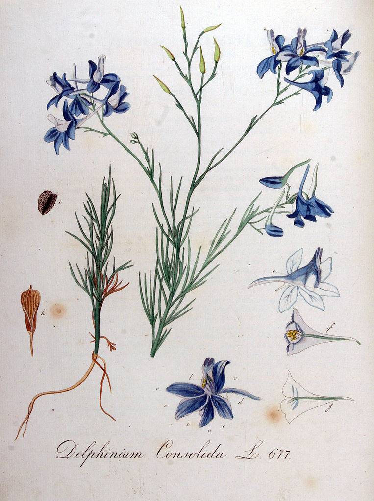 Szarkaláb - Delphinium-consolida